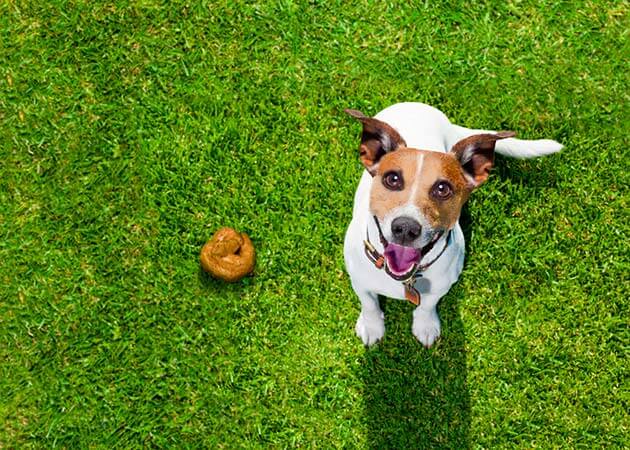 conectar Mensajero inercia Qué hacer si tu cachorro tiene diarrea
