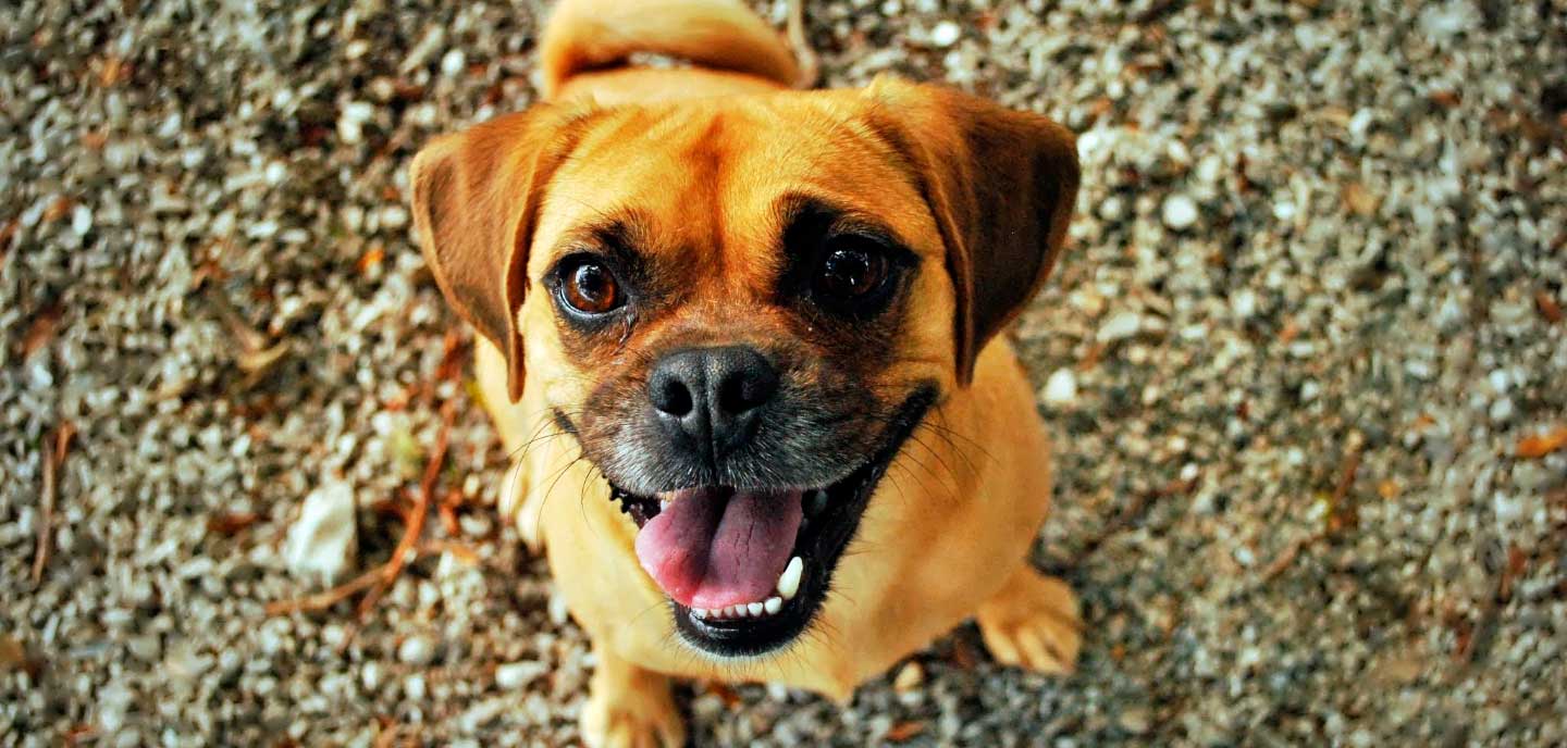 Proverbio tallarines pausa 10 cualidades de los perros que mejorarán tu vida | melopienso.com