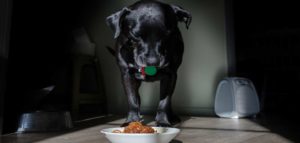 perro tomando su comida