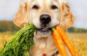 Perro con zanahorias en la boca