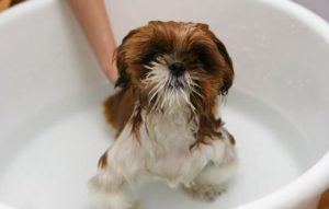 perro pequeño y bañera