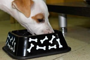 Cuidado alimenticio de un perro