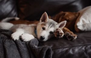 dos perros cachorros tumbados y sofá