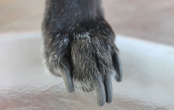 Pata de un perro con las uñas largas