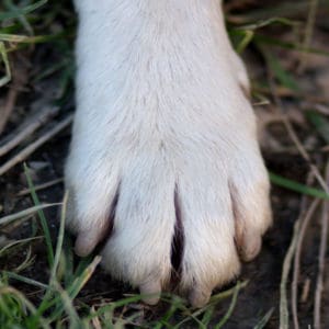 Recorte de uñas adecuado para perros