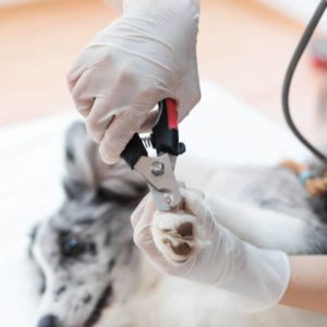 Veterinario sujetando la para de un perro y cortaúñas