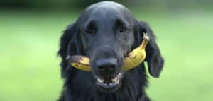 Perro de raza grande con un plátano en la boca y jardín de fondo