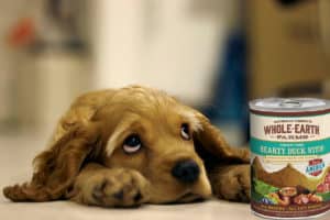 Mejor comida húmeda para perros