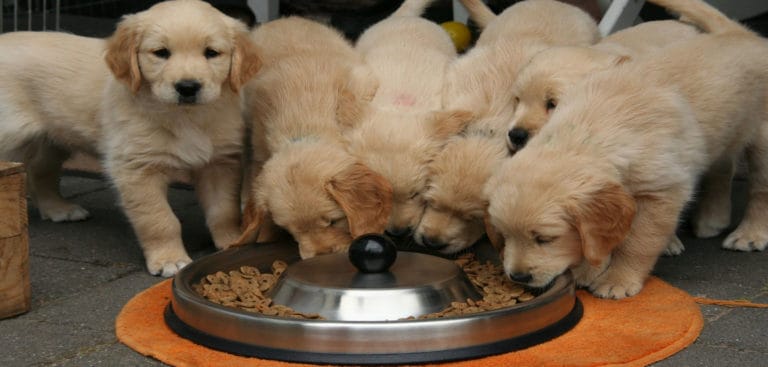 Varios cachorros comiendo de un solo tazón