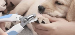 Mejores corta uñas para perros