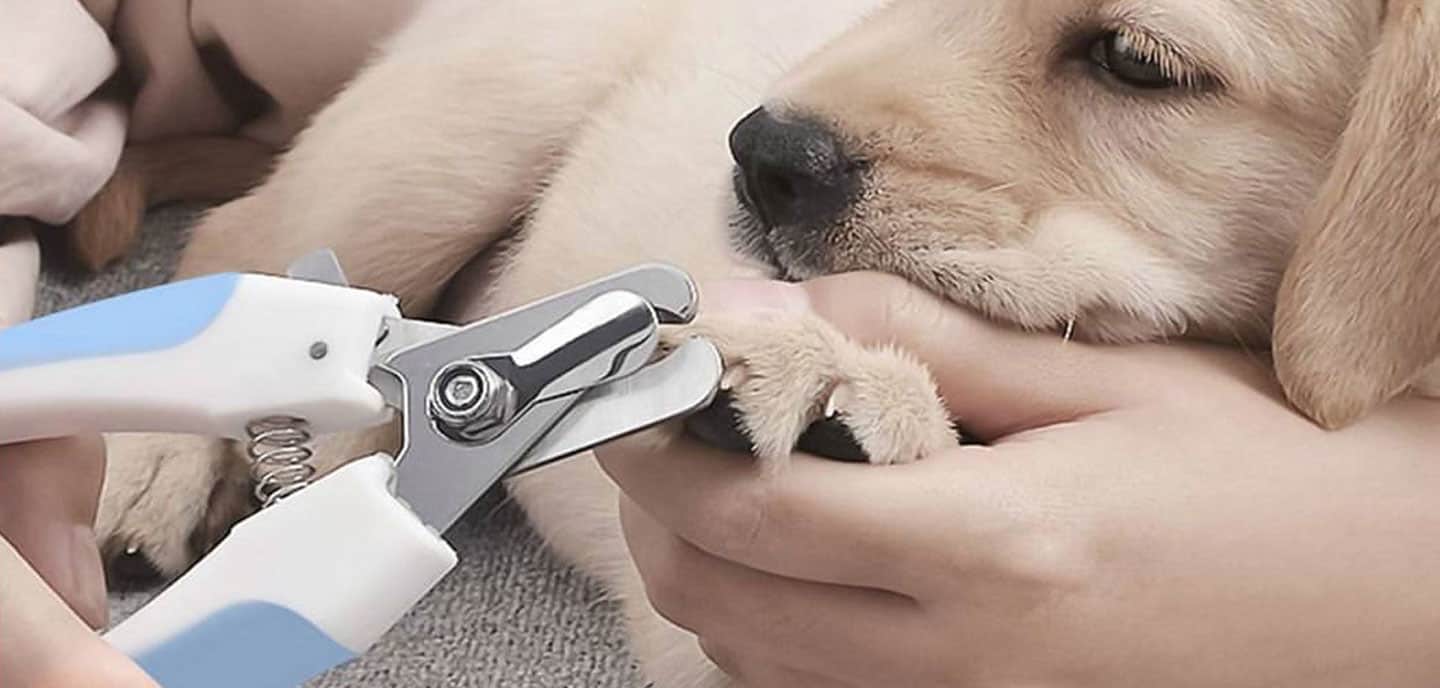 Cómo cortar las uñas a un perro  El Blog de Uma