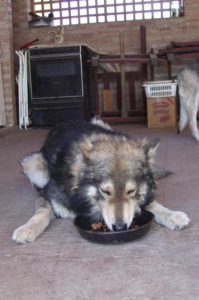 Perro de gran tamaño comiendo