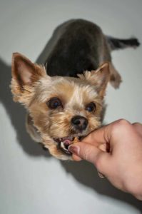 Perro mini comiendo de la mano de su amo