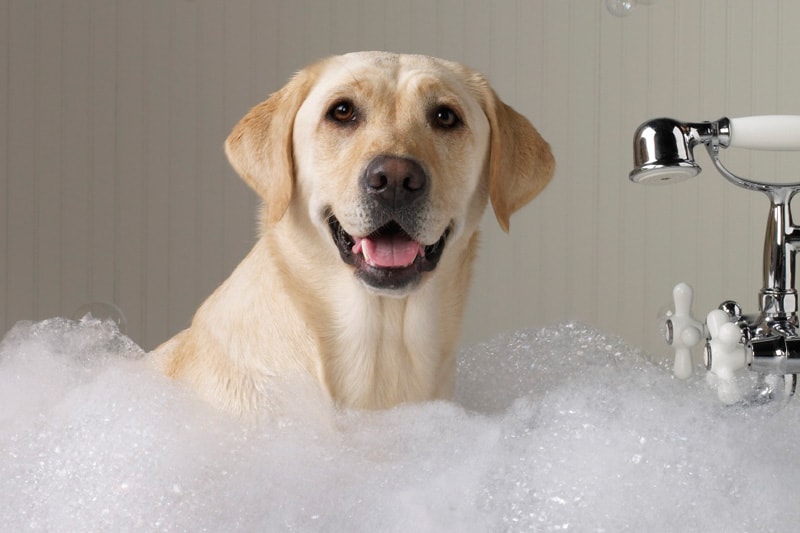 Perro, bañera y espuma