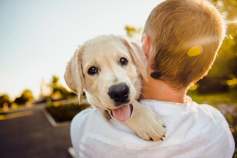Las 10 razones para adoptar un perro | www.melopienso.com