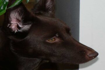 Kelpie australiano