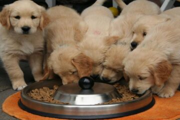 Mejor comida para cachorros