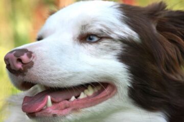 Mejor pasta de dientes para perros