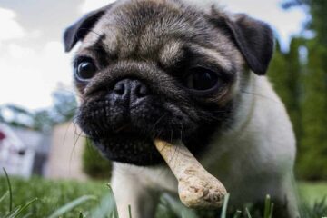 Mejor comida para perros mini