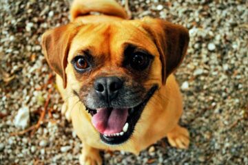 10 cualidades de los perros que mejorarán tu vida