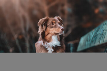 ¿Tu perro tiene muchos gases malolientes?