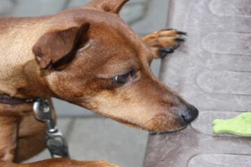 Los mejores premios para perros