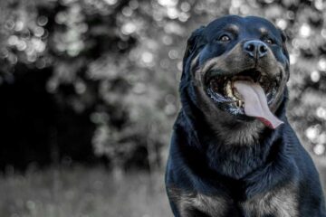 Rottweiler: La guía definitiva